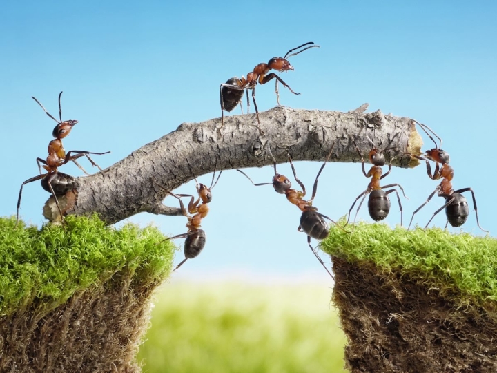 Multi-Agent AI: The Next Phase of Enterprise Automation