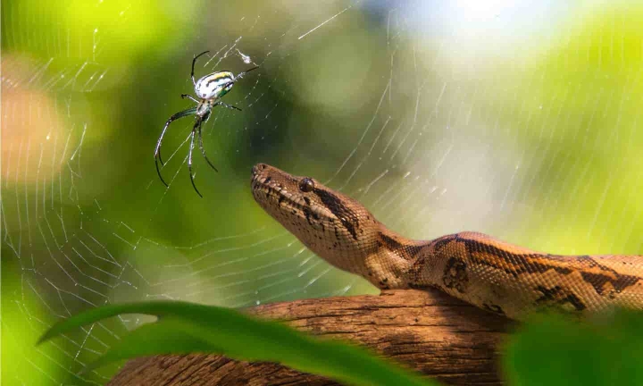 Scientists use AI to turn venom into life-saving medicine
